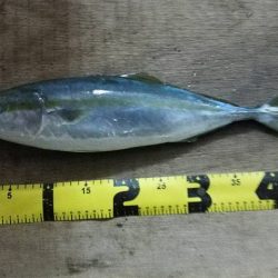 あけおめ青物とヒラメ